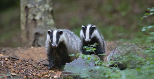 Blaireau d'Europe, animal plutôt mal-aimé ! Qui est-il ?